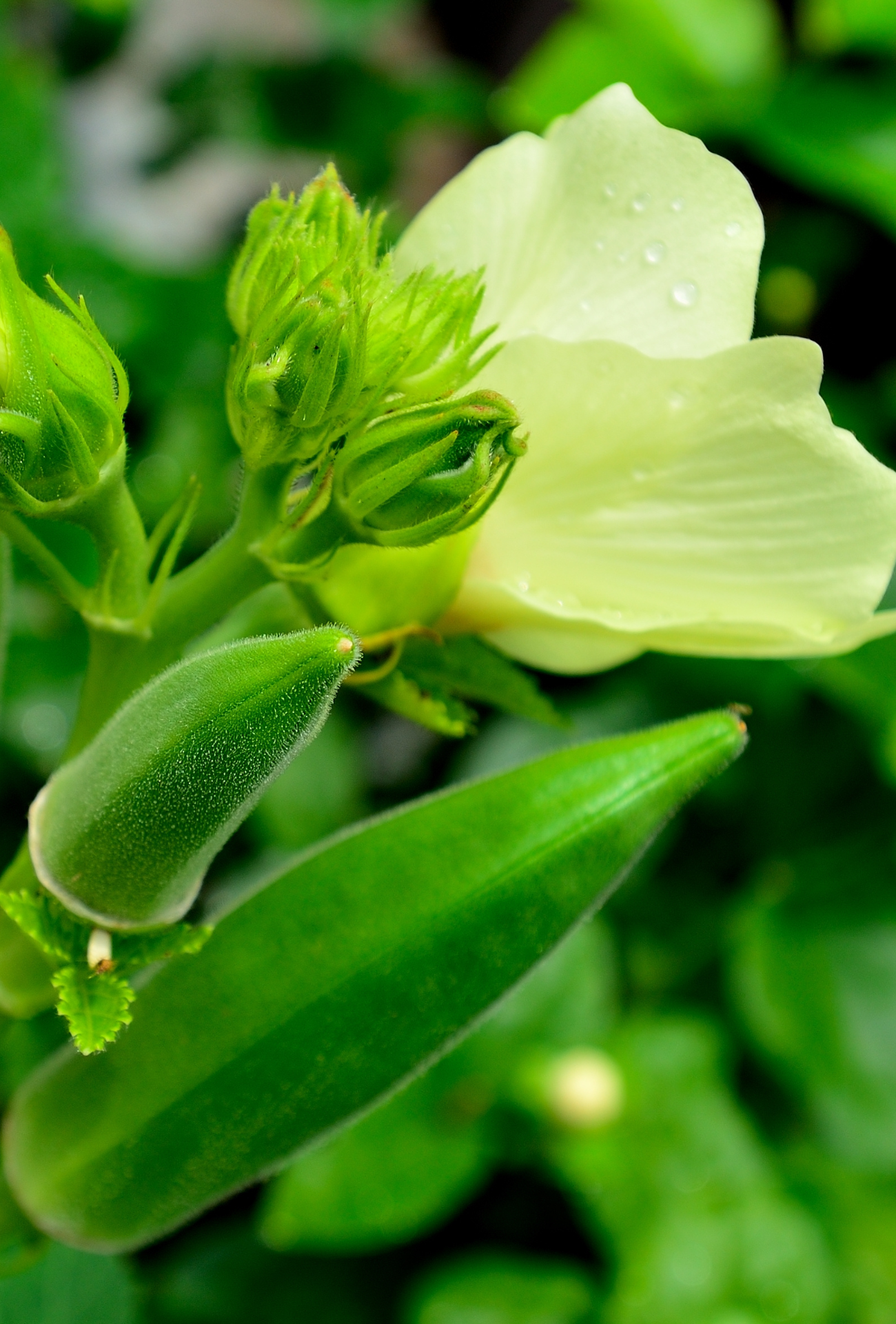 green okra flowers
